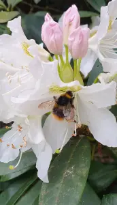 Annelies 02 Rododendron